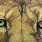 Lions-Pride.jpg