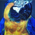 Parrot.jpg