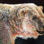 Polar-Bear.jpg