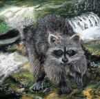 Racoon.jpg