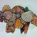 Sea-Shells.jpg